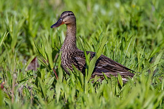 Female Mallard Duck Standing in Green Grass