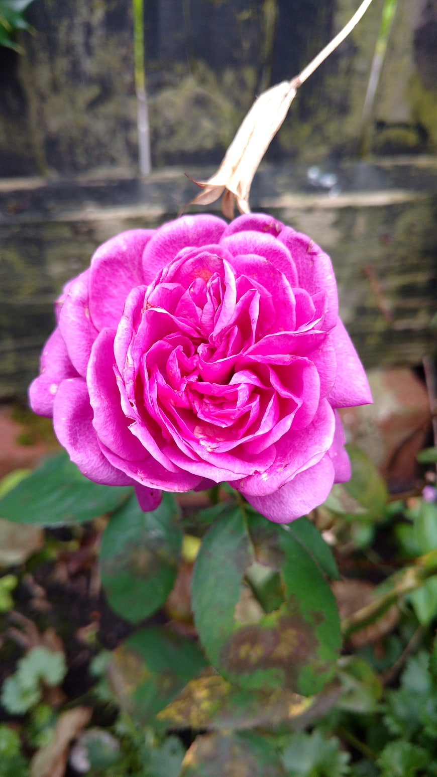 Vibrant Pink Rose Bloom Close-Up in Garden