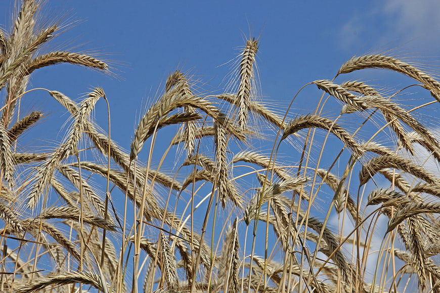 Golden Wheat Ears Against Blue Sky