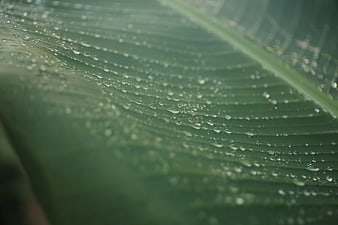 Macro shot of water droplets on a green leaf