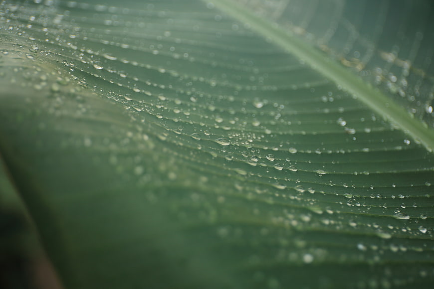 Macro shot of water droplets on a green leaf