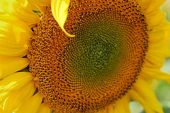 Close-up macro of vibrant yellow sunflower center