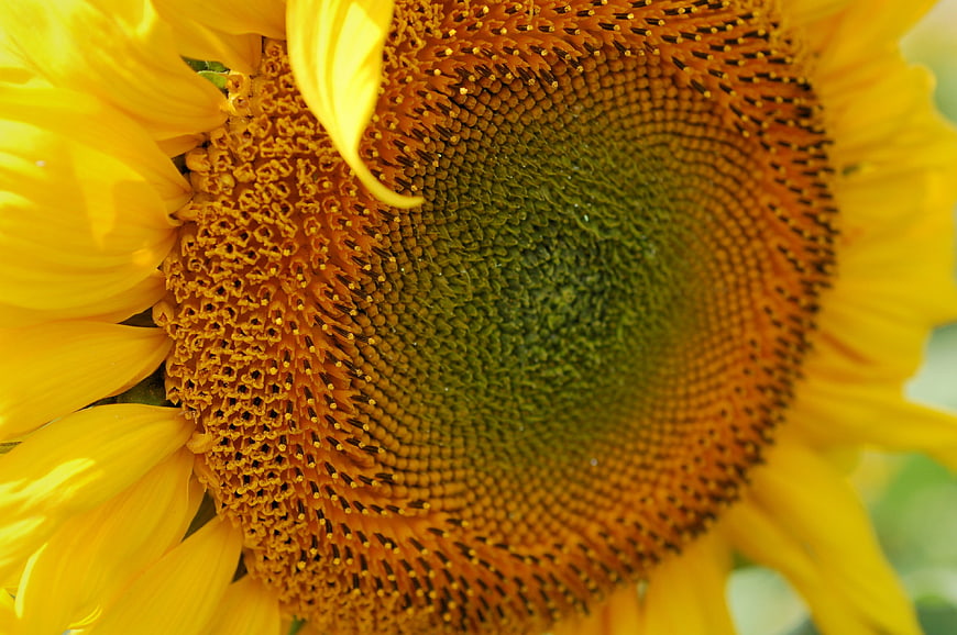 Close-up macro of vibrant yellow sunflower center