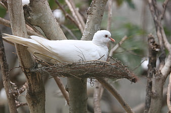 White dove nesting in tree branches
