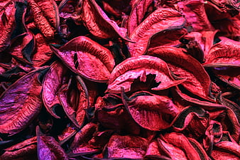 Vibrant dried hibiscus flowers close-up texture