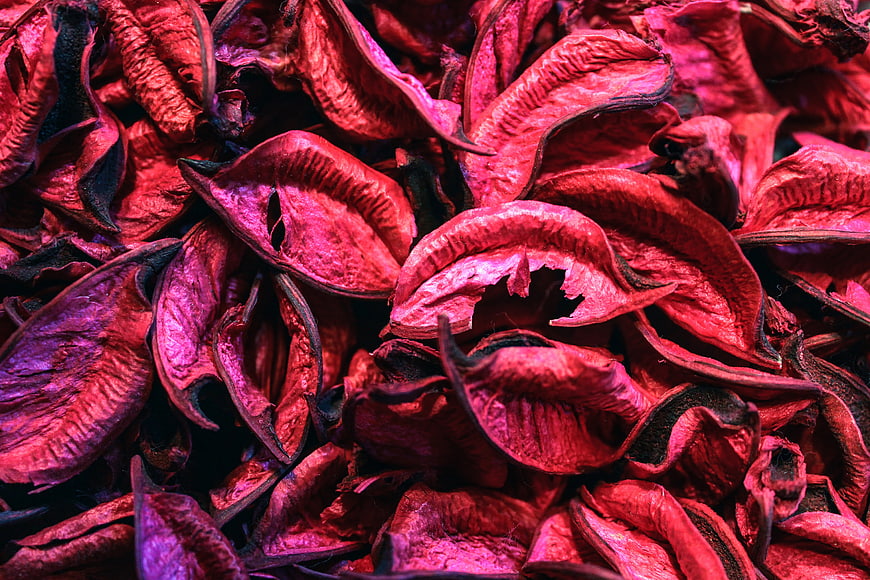 Vibrant dried hibiscus flowers close-up texture