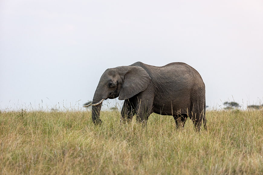 African Elephant Grazing in Tall Savanna Grass