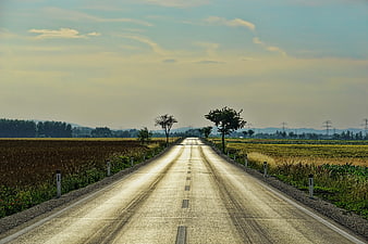 Empty rural road stretching through golden fields