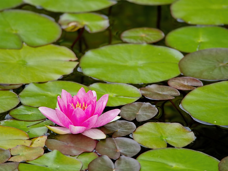 Pink Water Lily Bloom on Green Lily Pads in Pond