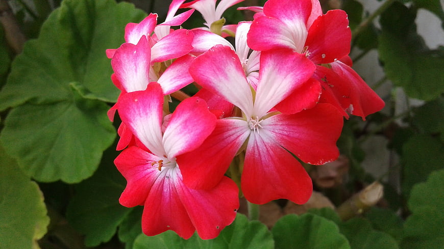 Vibrant Red and White Geranium Flower Close-Up