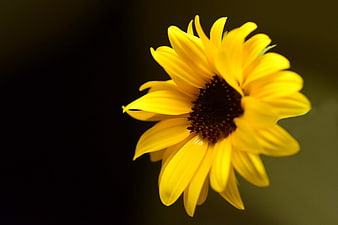 Close-up of a vibrant yellow sunflower on a dark background