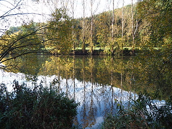 Serene Autumn Lake with Tree Reflections in Forest