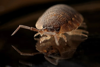 Macro Close-Up of Woodlouse on Reflective Black Surface