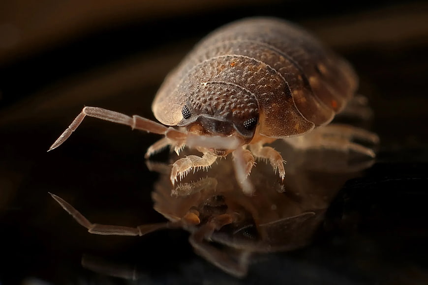 Macro Close-Up of Woodlouse on Reflective Black Surface