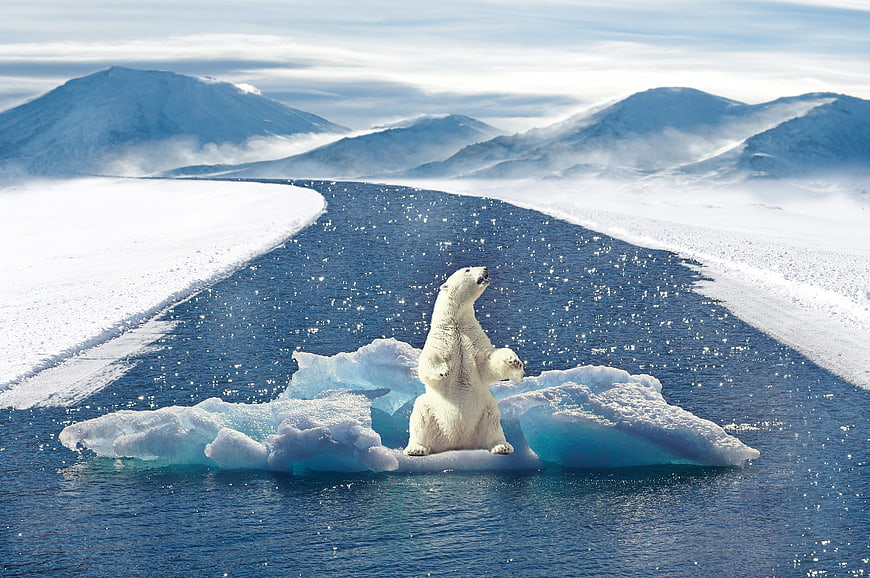Polar Bear on Ice Floe in Arctic Landscape