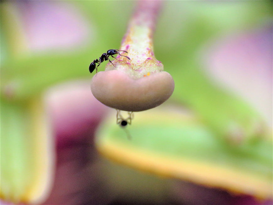 Macro shot of a black ant on a flower nectar gland