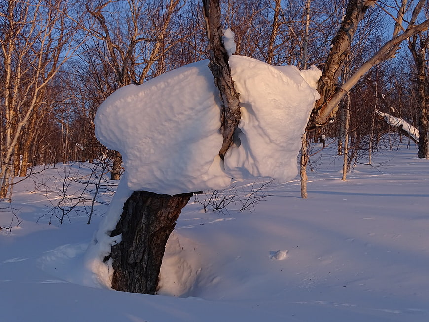 Snow-Capped Birch Tree in Winter Forest Landscape