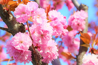 Close-up of vibrant pink cherry blossoms against blue sky