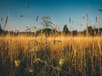 Golden wildflowers and tall grass in a sunlit meadow