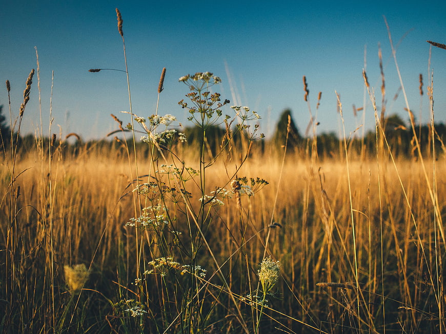 Golden wildflowers and tall grass in a sunlit meadow