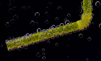 Yellow Drinking Straw with Bubbles in Water