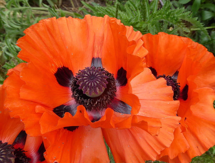 Vibrant Orange Poppy Flower Close-Up in Garden