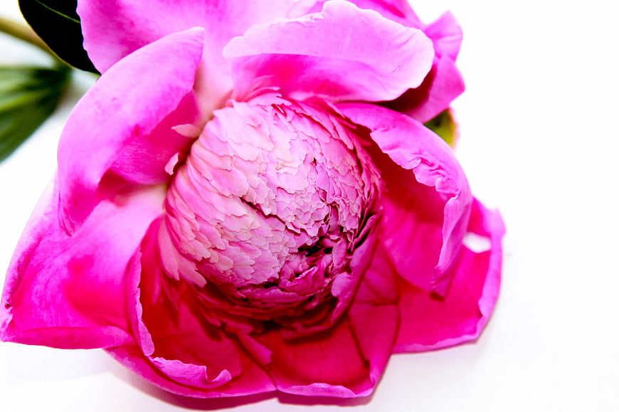 Close-up of vibrant pink peony flower on white background