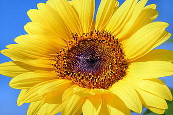 Vibrant Yellow Sunflower Close-Up Against Blue Sky