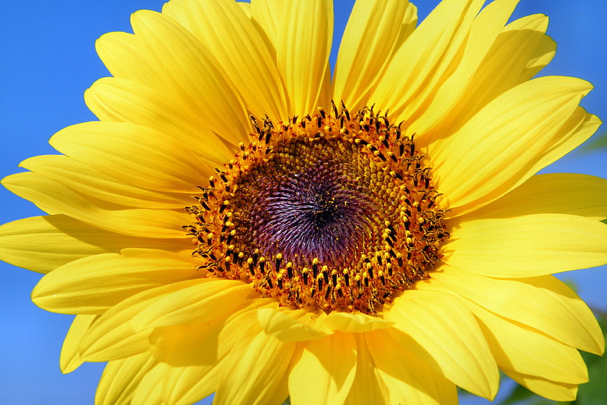 Vibrant Yellow Sunflower Close-Up Against Blue Sky