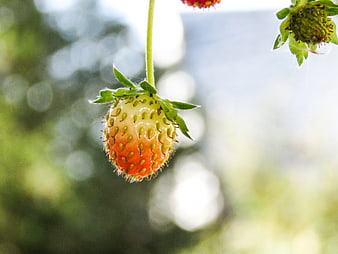 Close-up of ripening strawberry hanging on vine