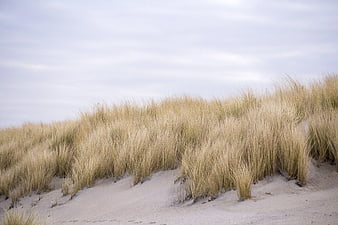 Golden Beach Grass on Sand Dunes Under Overcast Sky