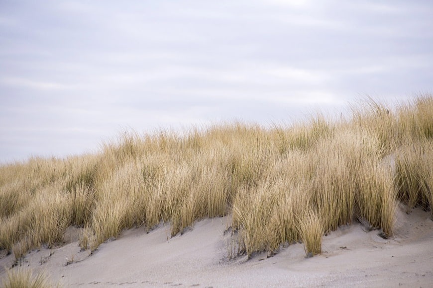Golden Beach Grass on Sand Dunes Under Overcast Sky