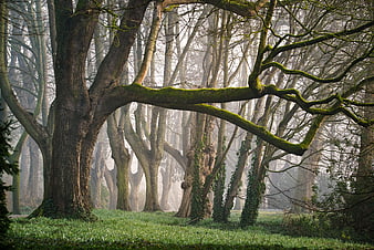 Misty Forest with Mossy Trees and Green Undergrowth