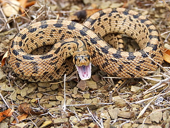 Aggressive Snake With Open Mouth On Rocky Ground
