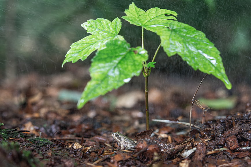 Small frog sitting under green plant leaves in rain