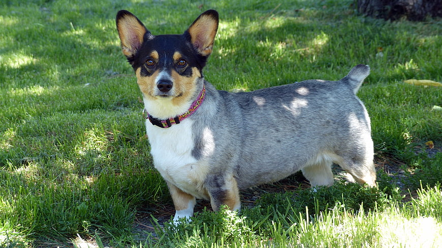 Blue Merle Corgi Standing on Green Grass