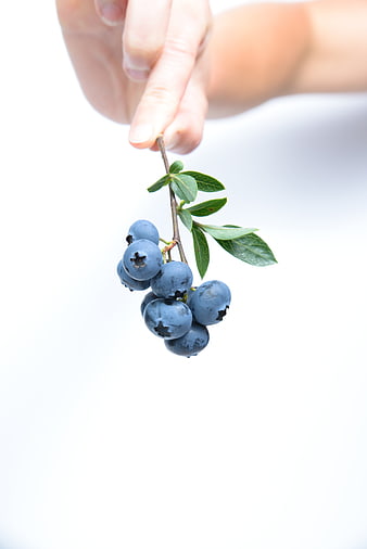 Hand Holding Fresh Blueberries on a White Background