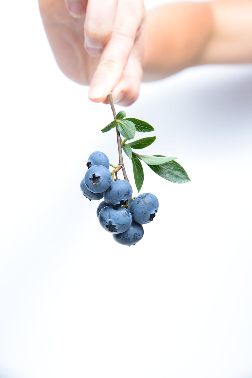 Hand Holding Fresh Blueberries on a White Background