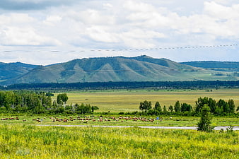 Cattle grazing in green Khakassia landscape with mountains