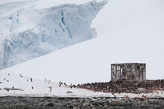 Penguin Colony Near Abandoned Shack and Glacier