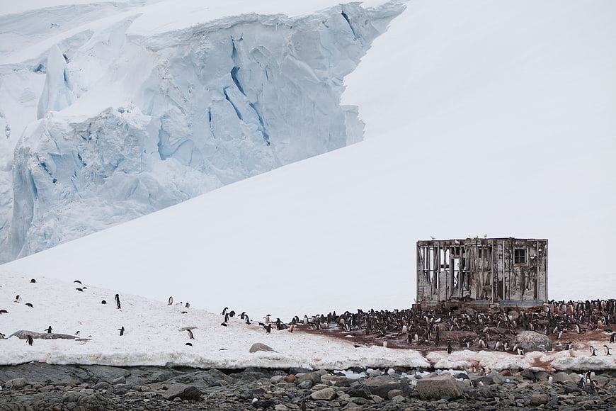 Penguin Colony Near Abandoned Shack and Glacier