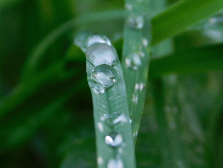 Macro shot of dew drops on green grass blade