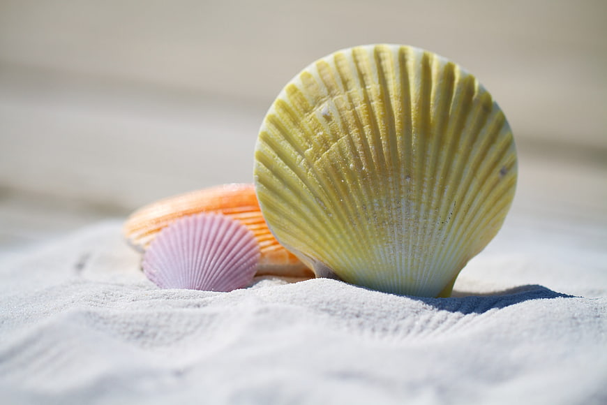 Colorful Seashells on White Sand Beach
