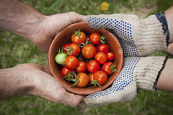Hands holding bowl of fresh cherry tomatoes in garden
