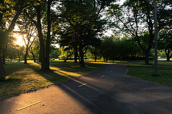Sunlit Park Path with Trees and Long Shadows
