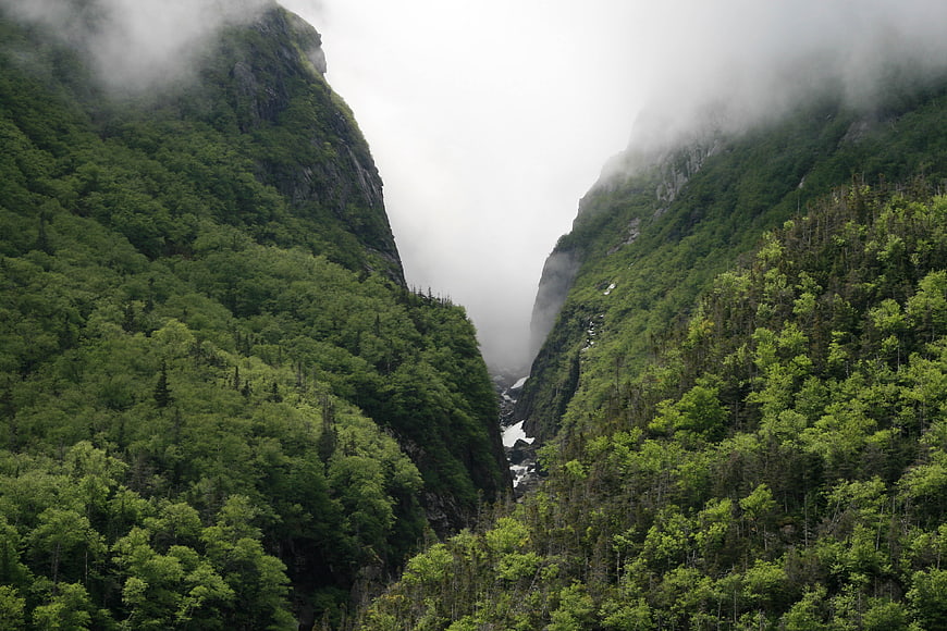 Misty Green Mountain Valley with Dense Forest