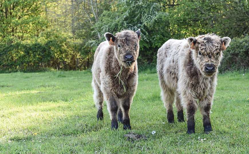 Two fluffy calves grazing in a green summer pasture