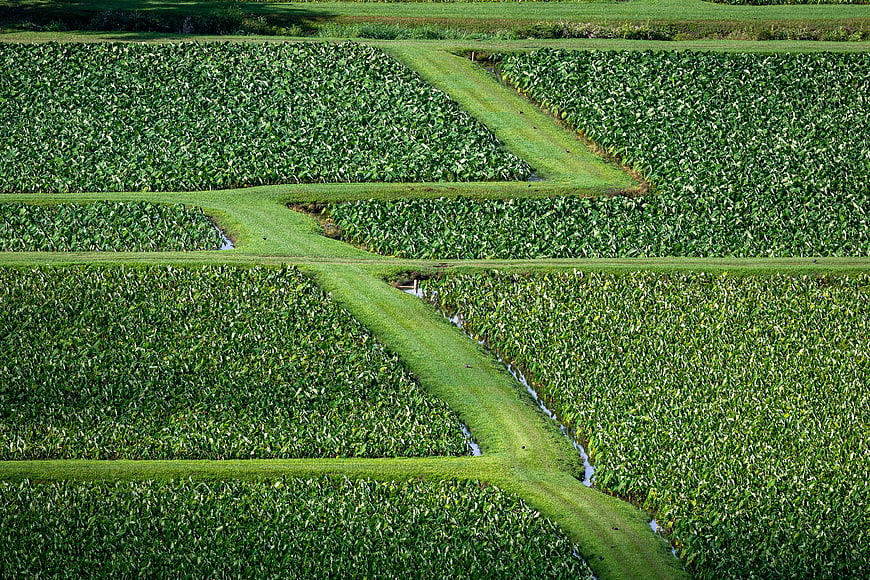 Aerial view of lush green taro fields with irrigation channels