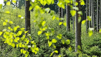 Selective Focus of Bright Green Forest Leaves
