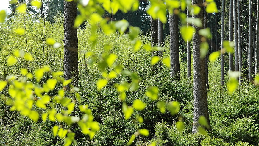 Selective Focus of Bright Green Forest Leaves